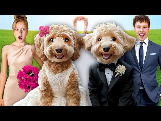 My DOG got MARRIED! In Real Life!