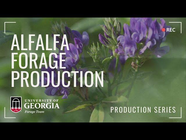 Alfalfa Forage Production