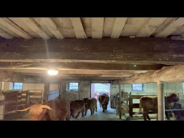 Herd of Highland Cattle Marches Into the Stable