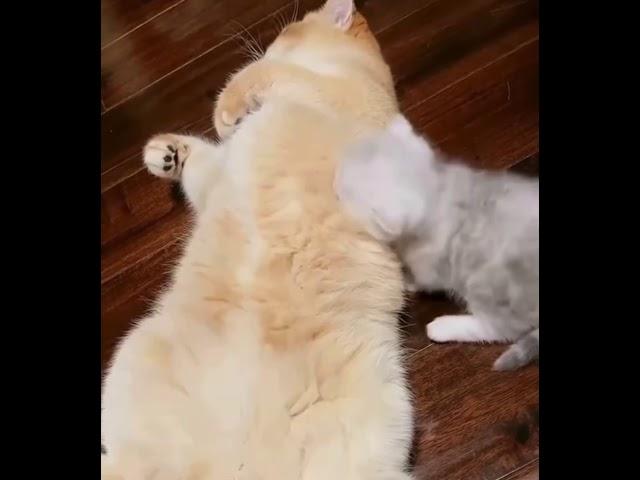 A mommy cat hugging her baby cute kitten