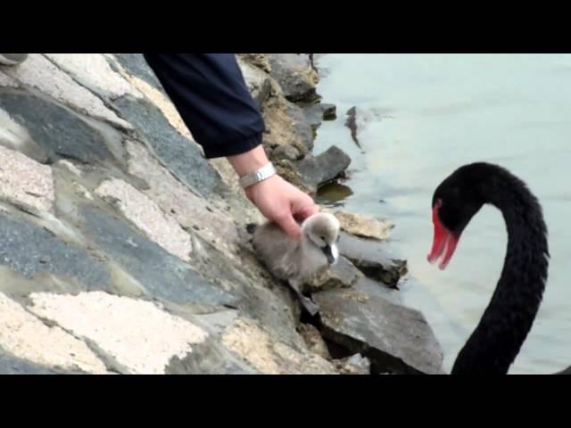 Baby Black Swan - taken by Sampson Chan