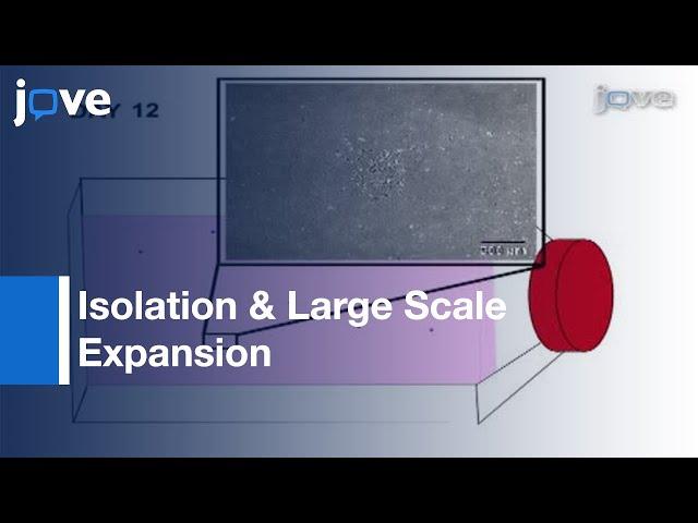 Adult Human Endothelial Colony Forming Progenitor Cells l Protocol Preview