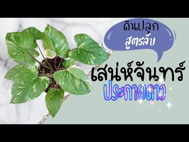 สูตรลับดินปลูกสเน่ห์จันทร์ ประกายดาว แตกหลอดใบทุกสัปดาห์