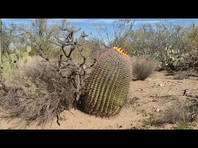 Awesome things to do in saguaro national Park ￼