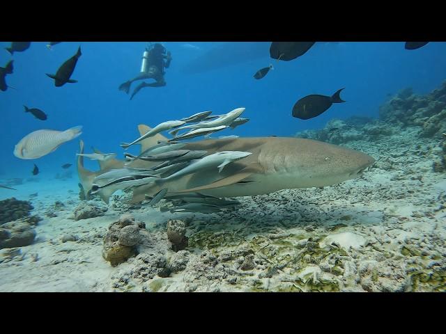 Sharks and Rays Diving Maldives 2025