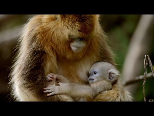 Así tratan los monos dorados a la primera cría que nace en primavera | National Geographic España