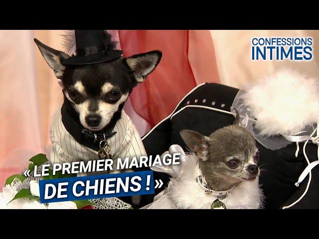 Le tout premier mariage de chiens ! 