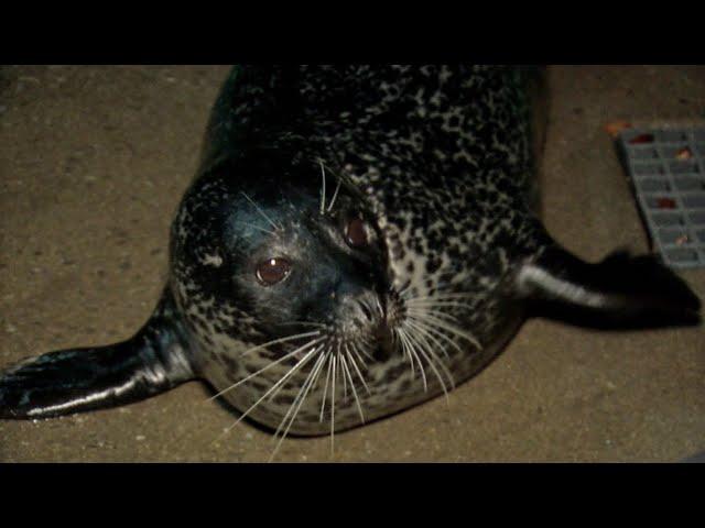 Stryker the seal predicts a frigid winter for Western New York