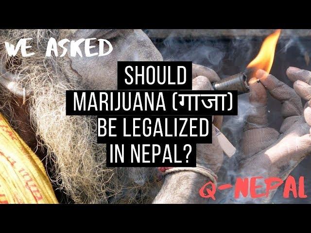 Should Marijuana (गाजा) be Legalized in Nepal? || Q-Nepal || Balance Media ||