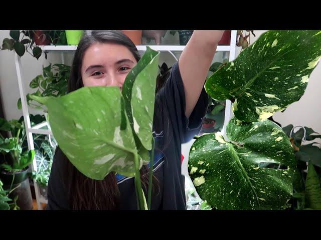 Monstera Thai Constellation Plant Unboxing