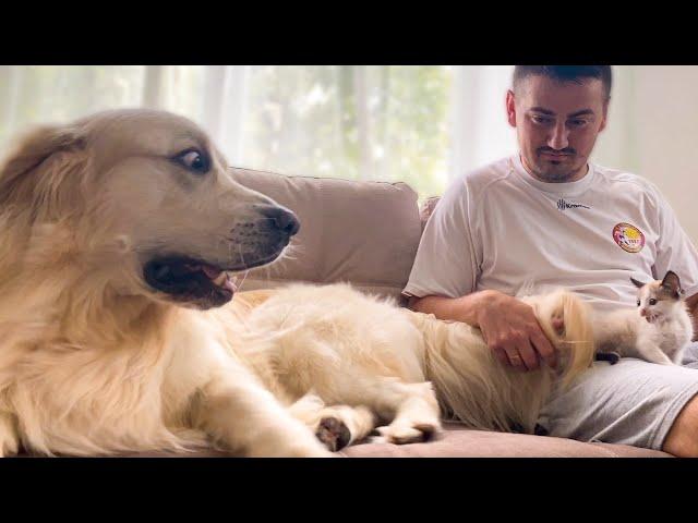 Golden Retriever Meets New Baby Kitten for the First Time!