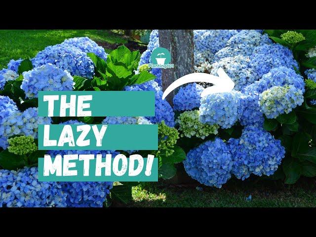 Beginner's Guide to Hydrangea Care | Lazy Gardener's Guide to Hydrangeas