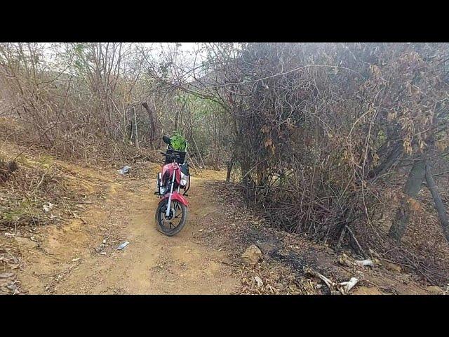 A Help está ajudando muito no transporte das mudas