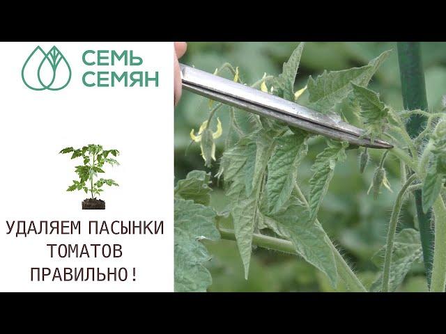 КАК И ЗАЧЕМ УДАЛЯТЬ ПАСЫНКИ ТОМАТОВ!