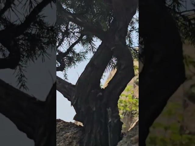 바위틈 분재같은 삼성산 노간주나무