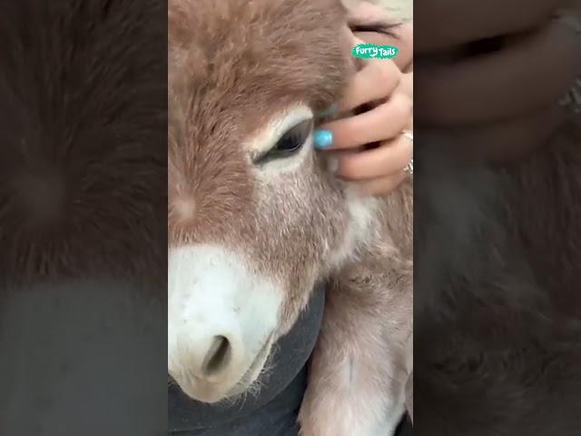  Adorable donkey loves cuddles #shorts