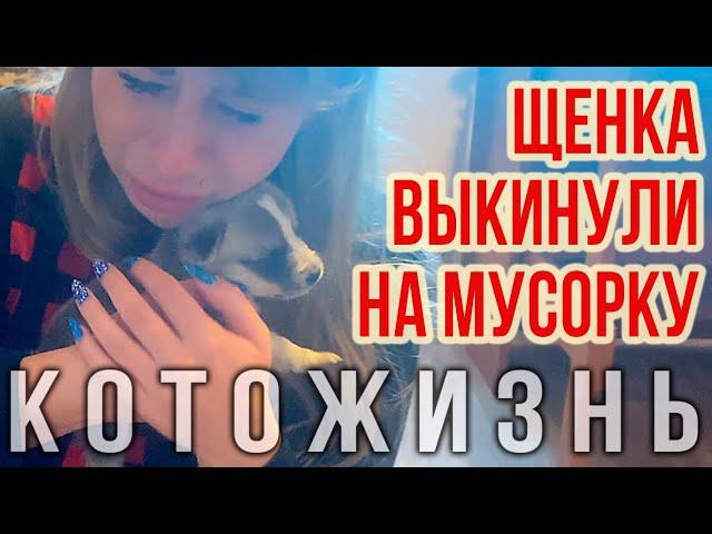 Спасли щенка, найденного на мусоркеКОТОЖИЗНЬ!