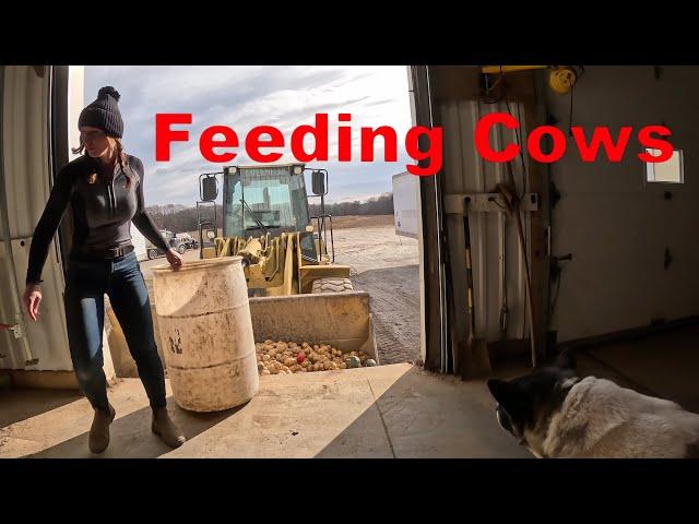 Feeding Cows Potatoes