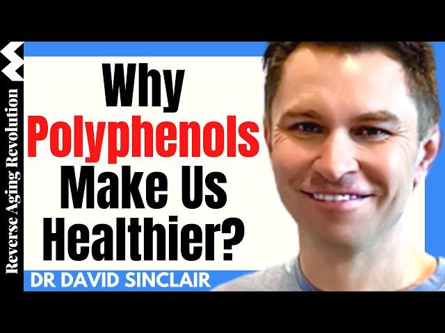 WHY Polyphenols Help Us Fight Against AGING? | Dr David Sinclair Interview Clips