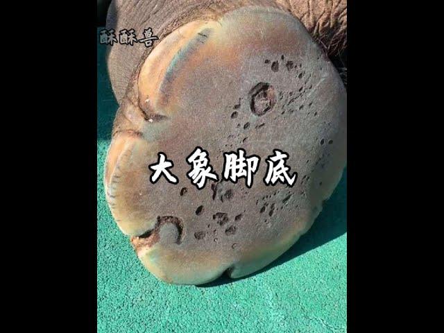 你有沒有發現大象的腳底板其實是軟乎乎的！#大象 #野生動物零距離 #神奇動物在抖音