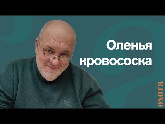 Оленья кровососка. Валерий Кузенков о том, как спастись от укусов.