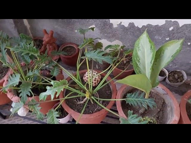 Best indoor plant,@varinderjit#vlogand#gardeningchannel#bestindoorplant