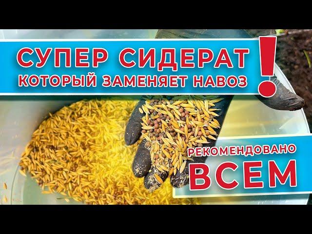 Супер сидерат - который заменяет навоз  РЕКОМЕНДОВАНО ВСЕМ