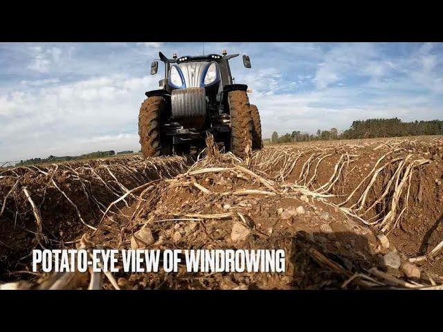 HAFNER SEED FARMS POTATO HARVEST 2024