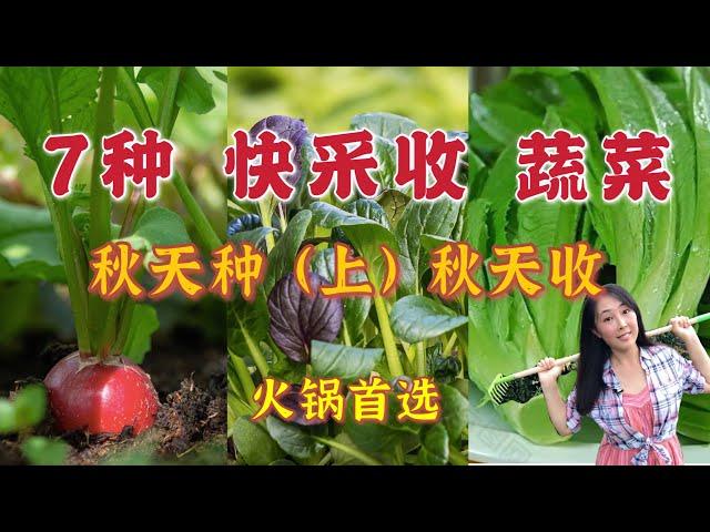 【种植31】秋季种菜三部曲：（一）最快采收的7种蔬菜：秋种秋收 | The 7 most quick growing vegetables in Autumn