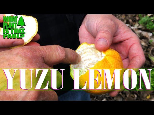 What is Yuzu Citrus – Japanese Lemon?  ( We TASTED ONE )