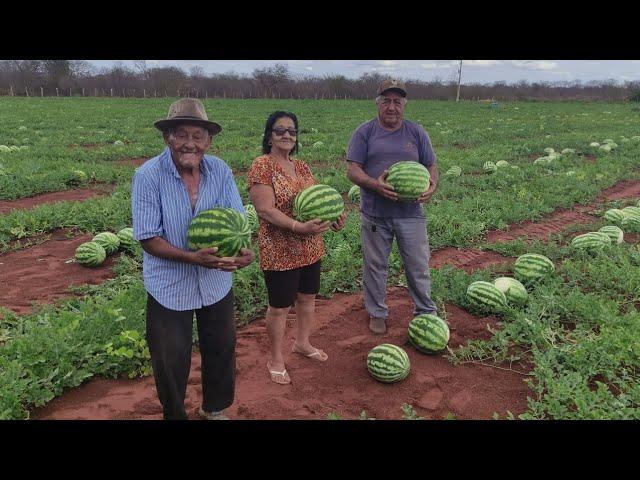 FARTURA NO SERTÃO, COLHEITA DE MELANCIA NO ROÇADO DE CHICO DE COCA EM VERDEJANTE PERNAMBUCO.