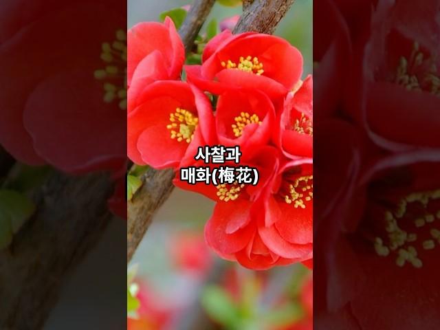 사찰과 매화. #불교 #사찰 #매화 #홍매화