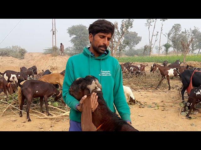AMRITSERI NAGRA BEETAL GOATS EXTREM QUALITY | TARIQ GOAT INFO