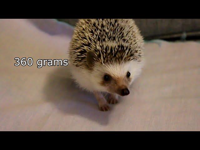 Mr.Meatball - Cutest Hedgehog! Who am I? 