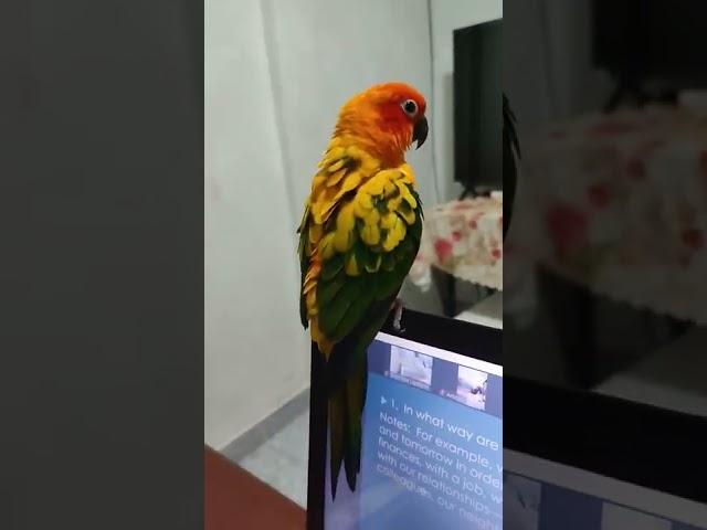 Sun Conure, Tina is attending online worship