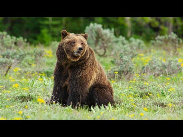 Remembering Grizzly 399: Queen of the Tetons with PBS Nature