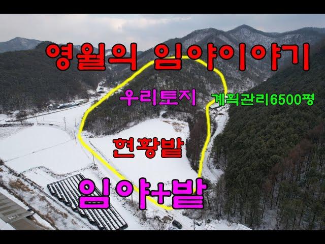 영월의 완만한 임야이야기13000평중6500평 계획관리지역현황밭이 2500평 호두나무식재용/강원도 임야/영월부동산/영월임야
