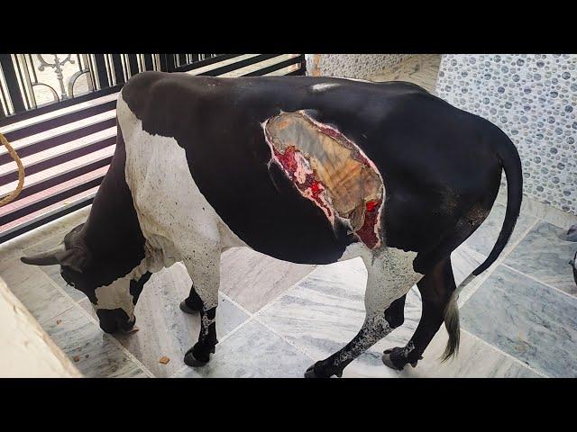 Loveable bull with terrible burn heals after months of medical care.