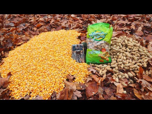 Trail Camera: Pile of Corn vs. Pile of Peanuts in the Woods!