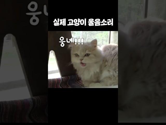 Cat's Cry is NOW a "MEOW"