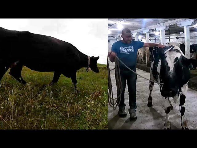 It’s About To Get Western! The Dangers of Handling Wild Cattle!