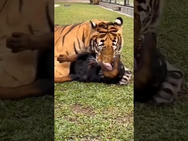 Tiger Attack on Rottweiler dog#shorts #fight #angry #viral #treading #attack
