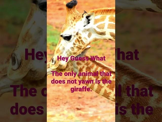 Hey Guess What #giraffe #facts #interestingfacts