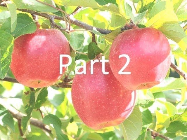 Apple Breeding Targets and Hybridization