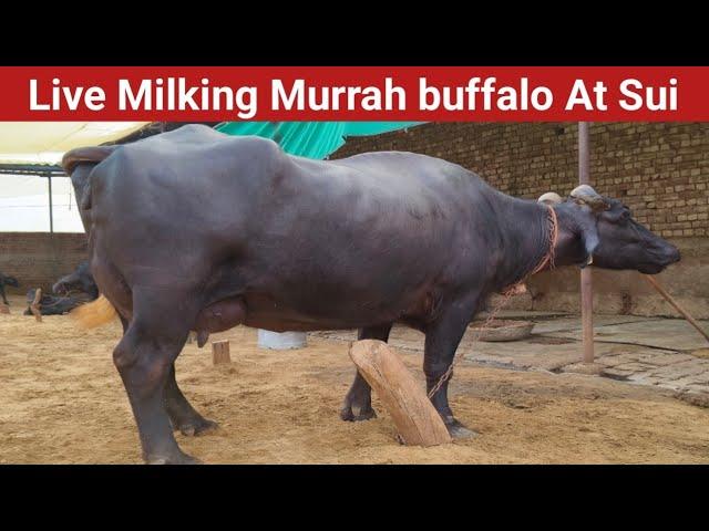 Live Milking Murrah buffalo , at sui , Dst Bhiwani Haryana , 9729406681