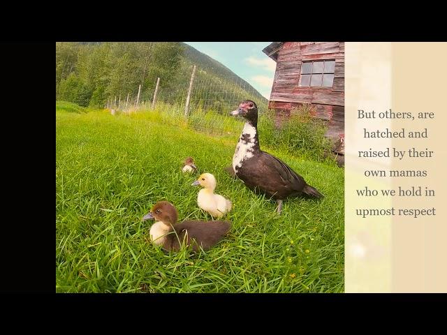 Hoskins Homestead~ More than a "Hobby Farm"