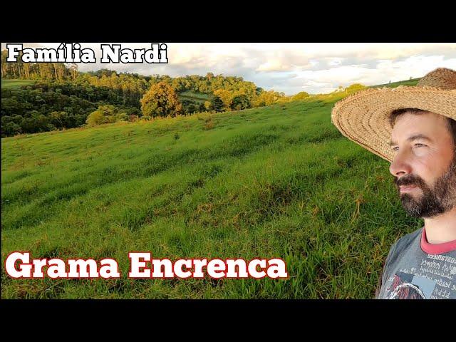Como está as pastagens de verão (grama Encrenca de vizinho).