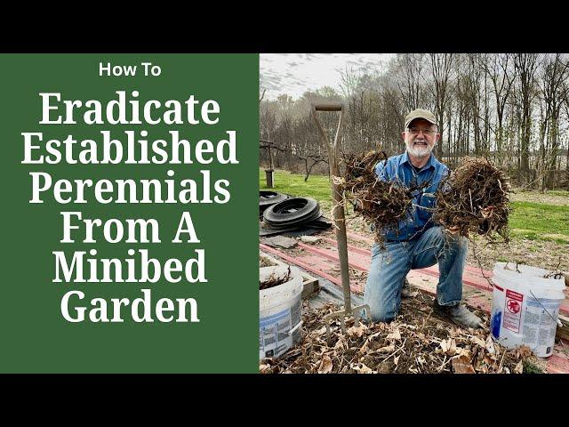 Eradicating Established Perennials in The Minibed Garden