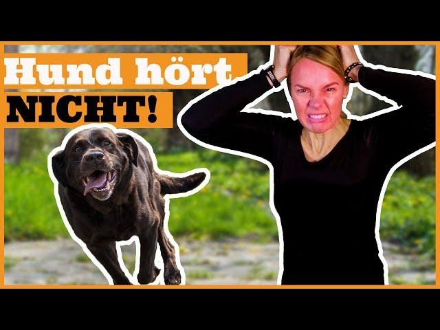 Hund hört nicht I So funktioniert Hundeerziehung wirklich I Endlich Erfolg im Training