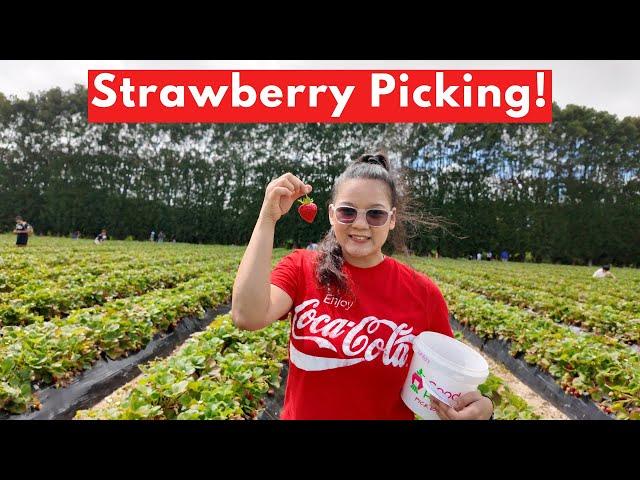 Auckland's Best Strawberry Farm!  | New Zealand Vlogs 